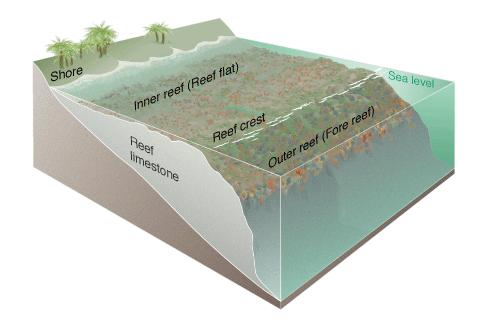 coral_reef_diagram.jpg