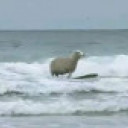Sheep go to heaven's picture Sheep go to heaven's picture