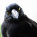 Bad Currawong's picture