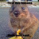 quokka's picture quokka's picture